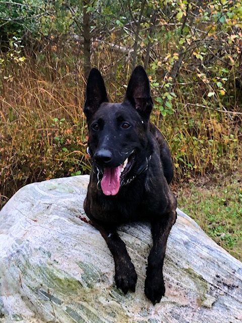 Dog